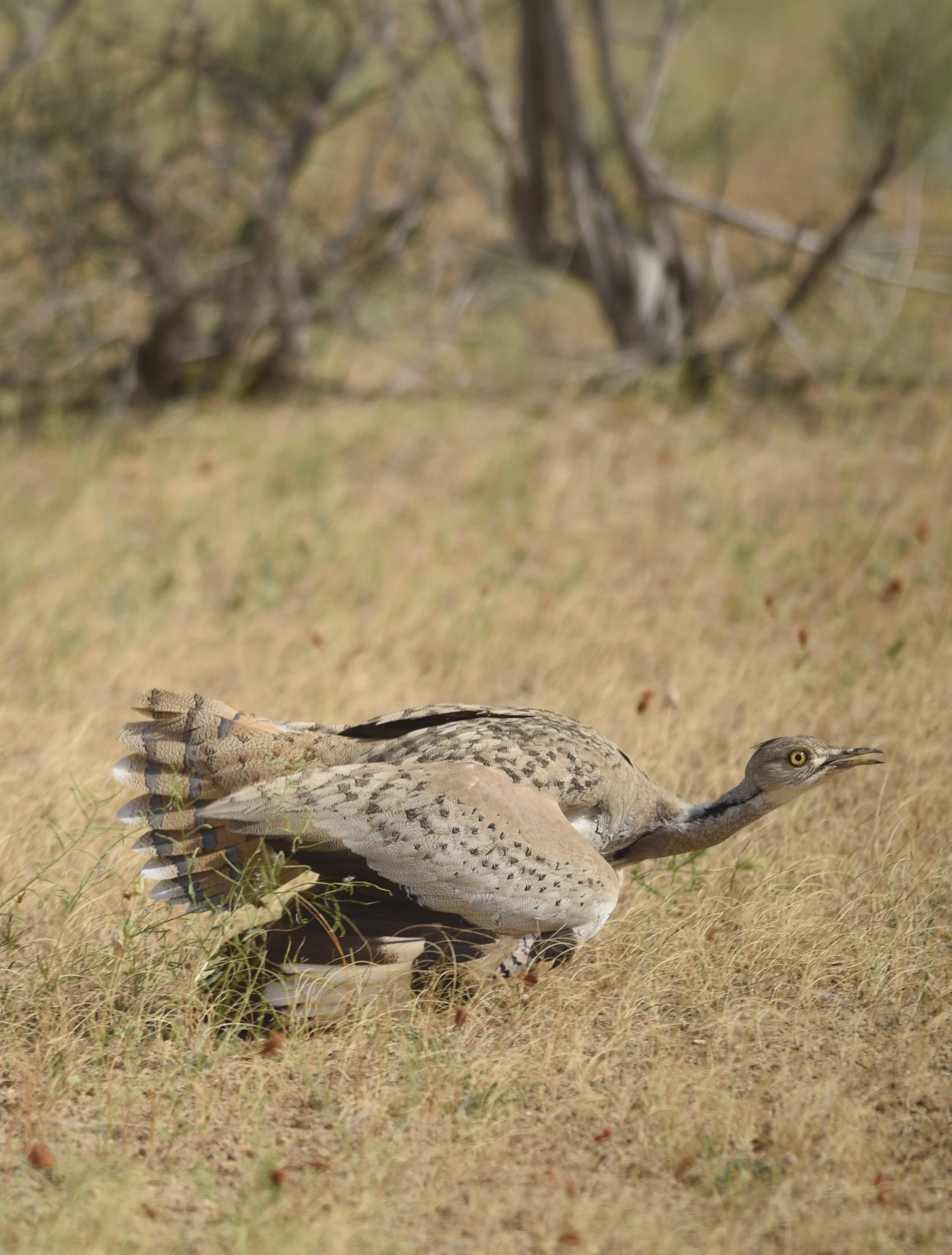 Pretty+Bustard.JPG